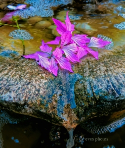 Petals in the fountain - by Eve
